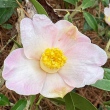 Camellia boreali-yunnanica